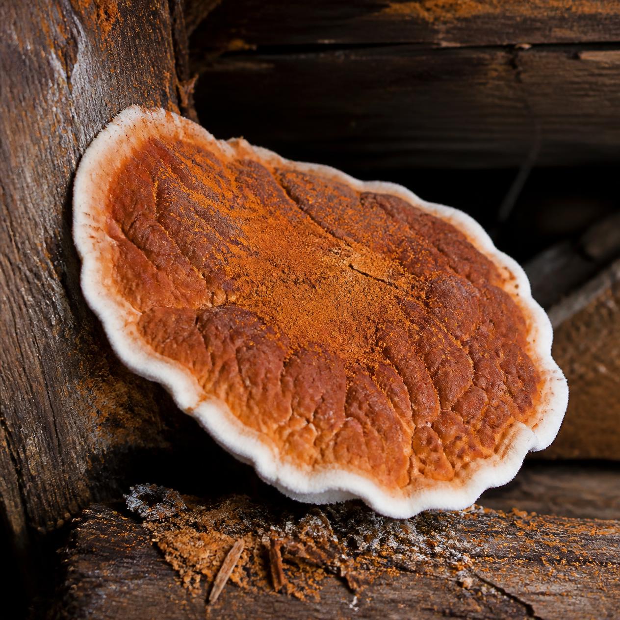 Fructification de mérule pleureuse avec spores orange et bordure blanche sur une poutre en bois. Exemple typique de ce champignon de maison destructeur.