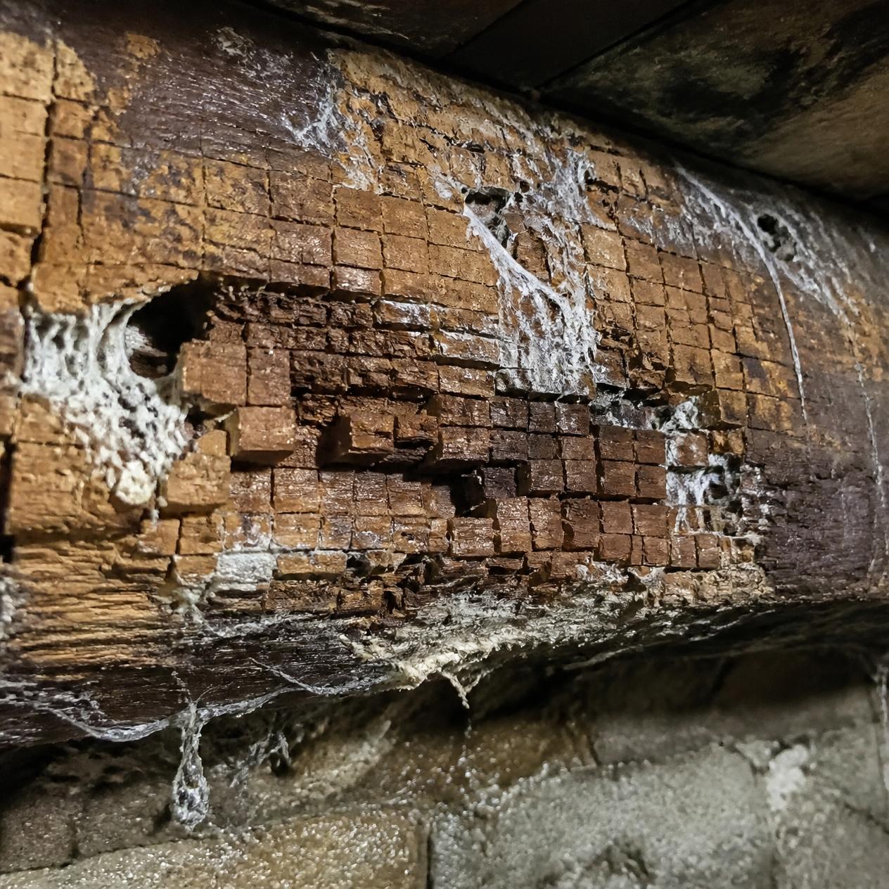 Pourriture cubique sévère et filaments de mérule pleureuse sur une solive en bois. Dégâts majeurs d'un champignon dans les murs de maison avant traitement.